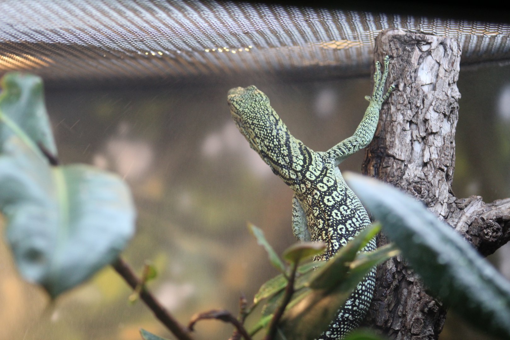 Biak Tree Monitor