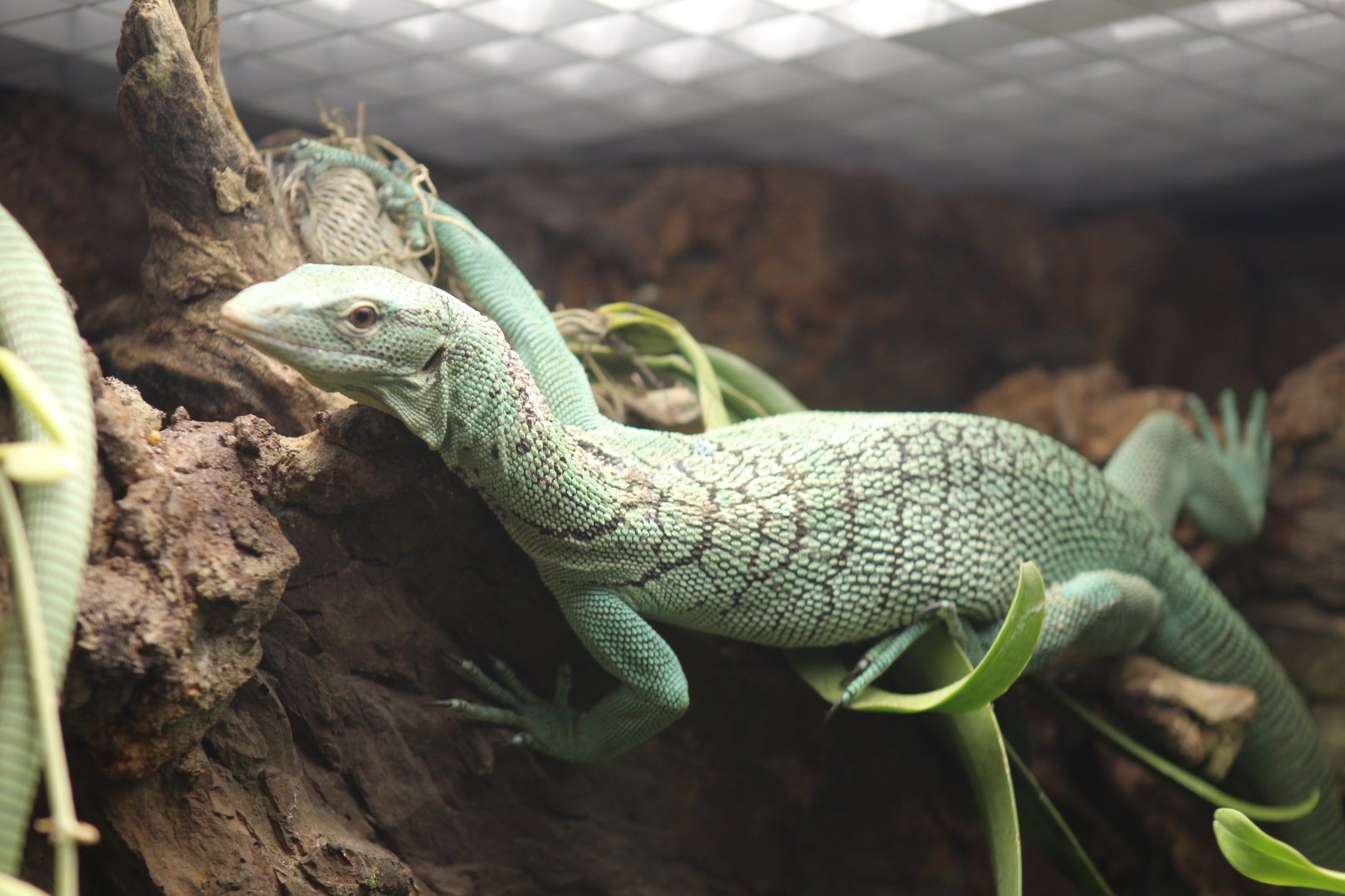 Biak Tree Monitor