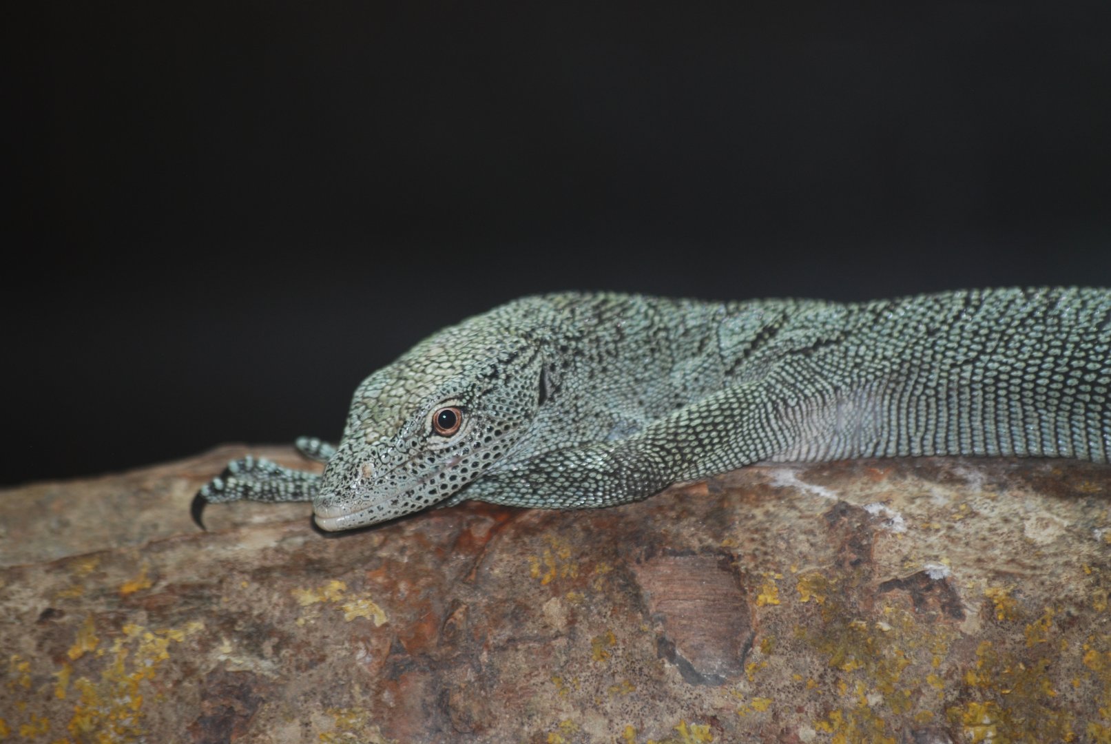 Biak tree monitor