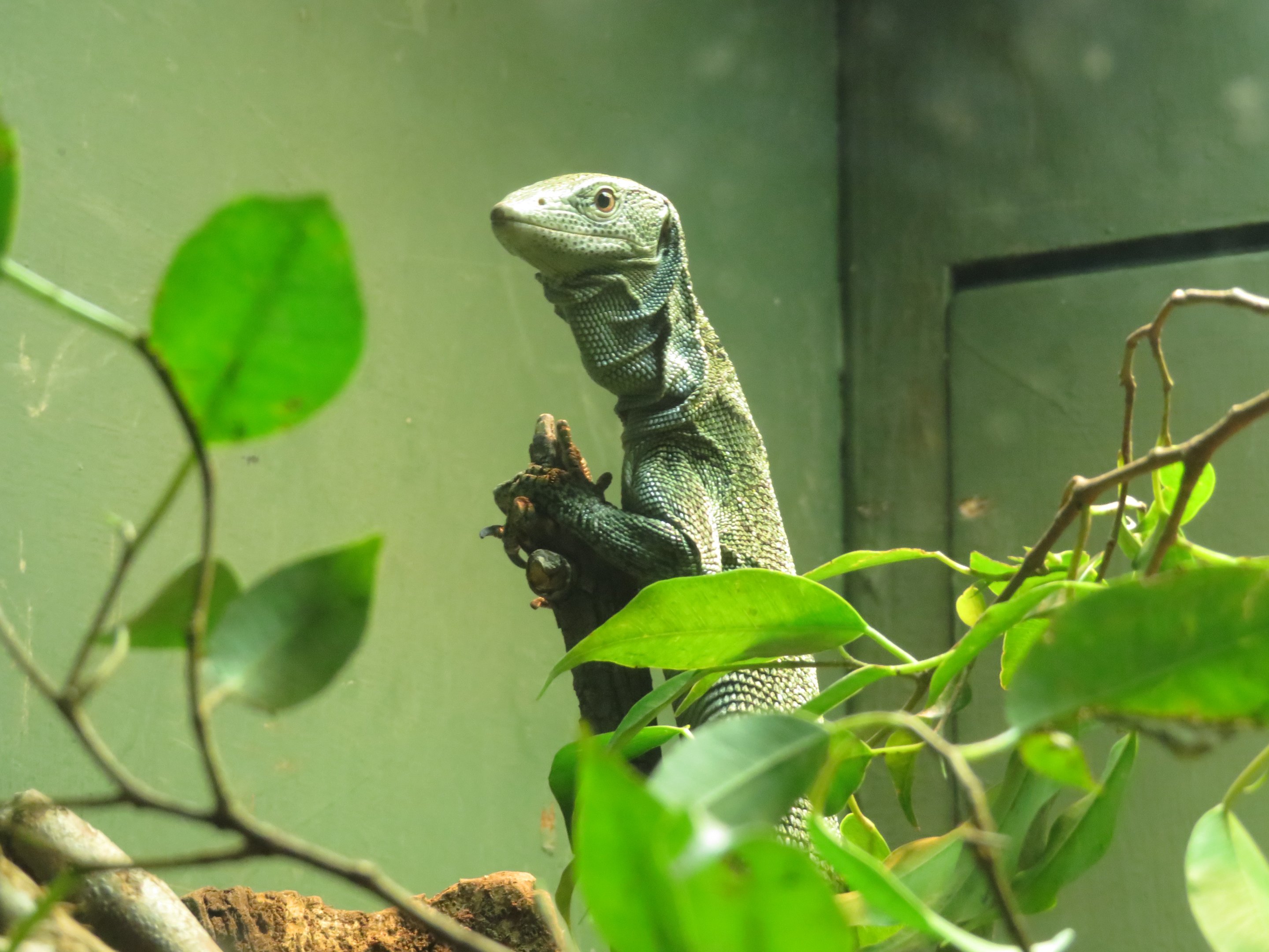 Biak Tree Monitor