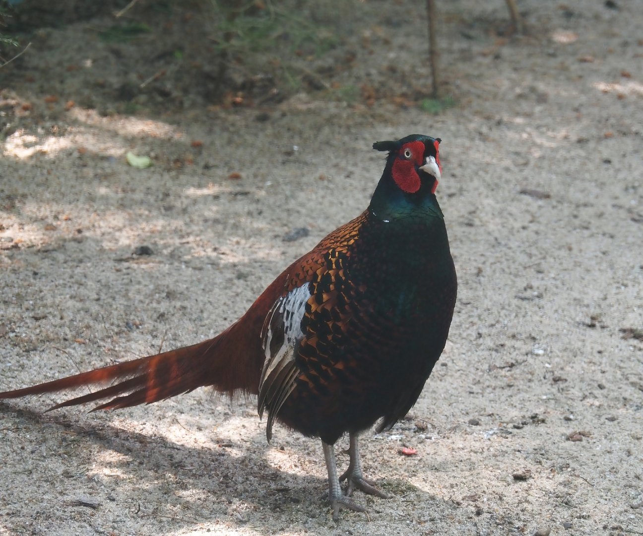 Bianchi's pheasant (Phasianus colchicus bianchii), 2024-05-21
