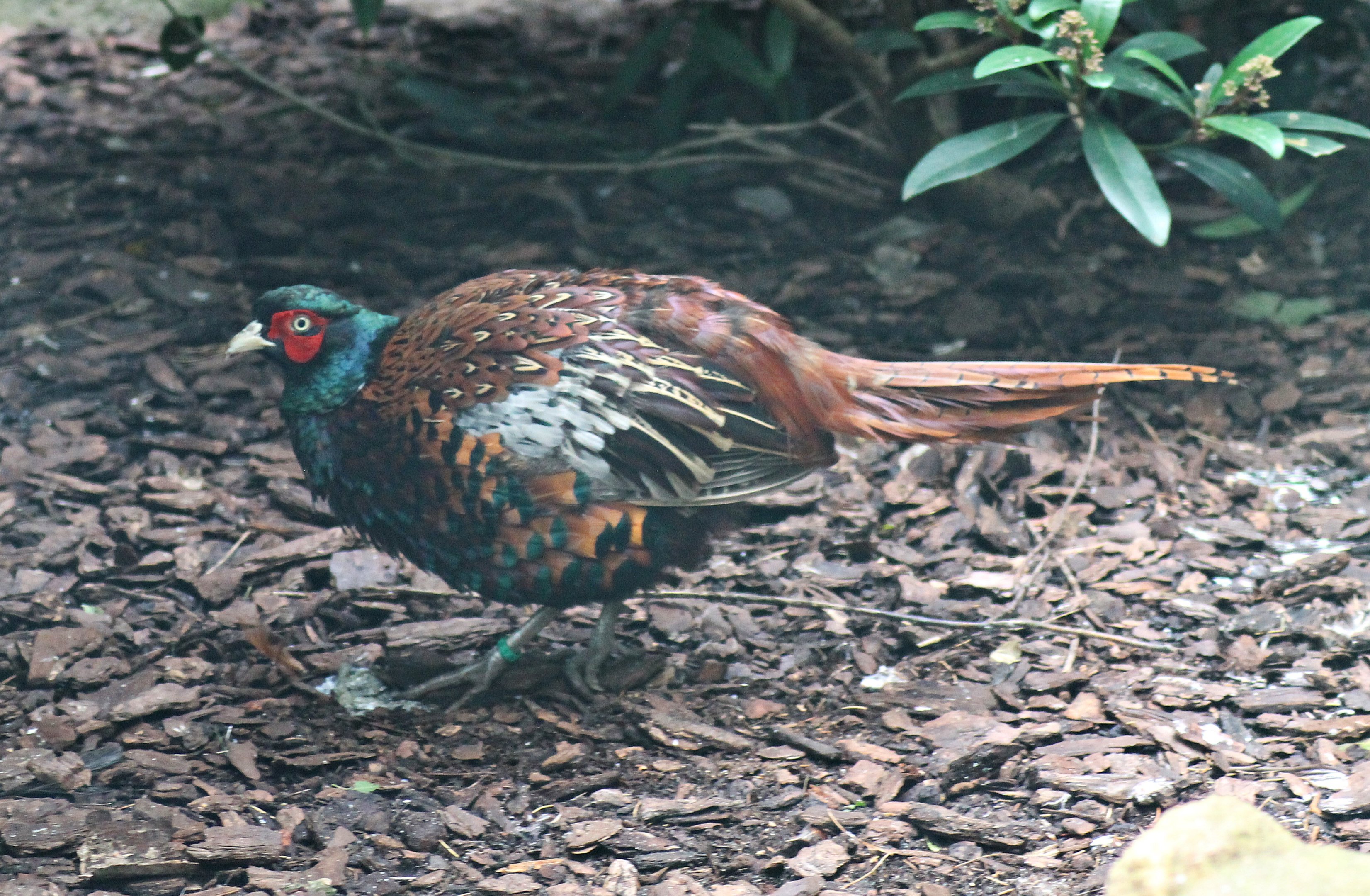 Bianchi's pheasant (Phasianus colchicus bianchii)