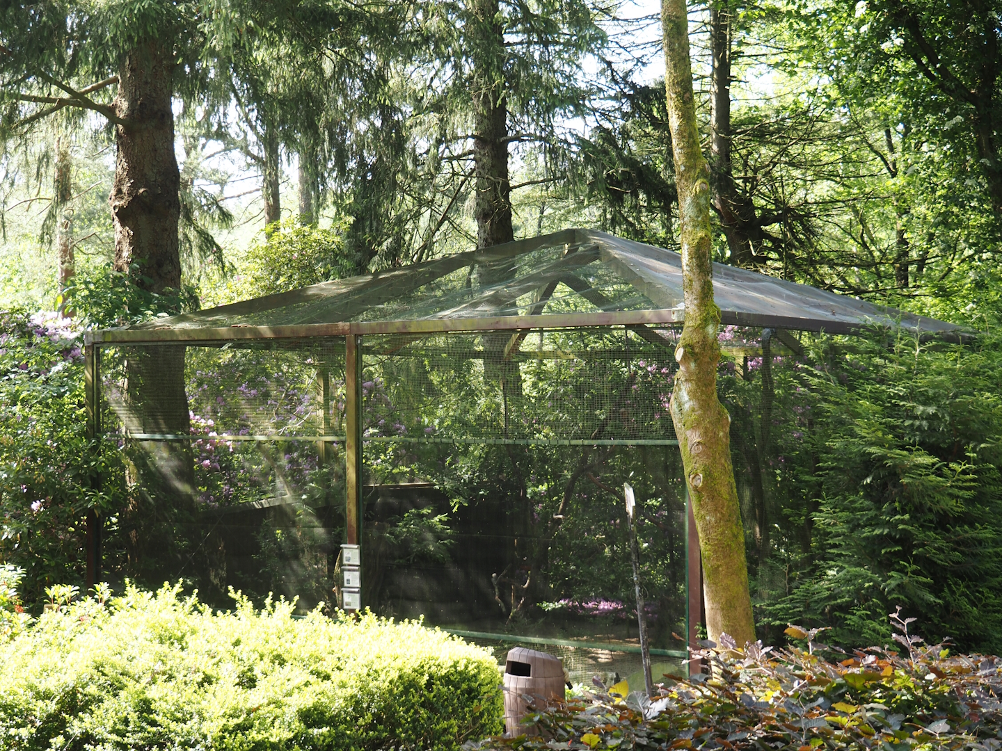 Bianchi's pheasant, Stock dove and Spotted nutcracker aviary, 2024-05-24