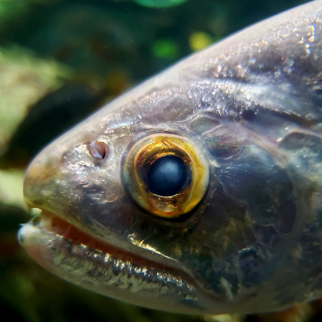 Biara (Rhaphiodon vulpinus)