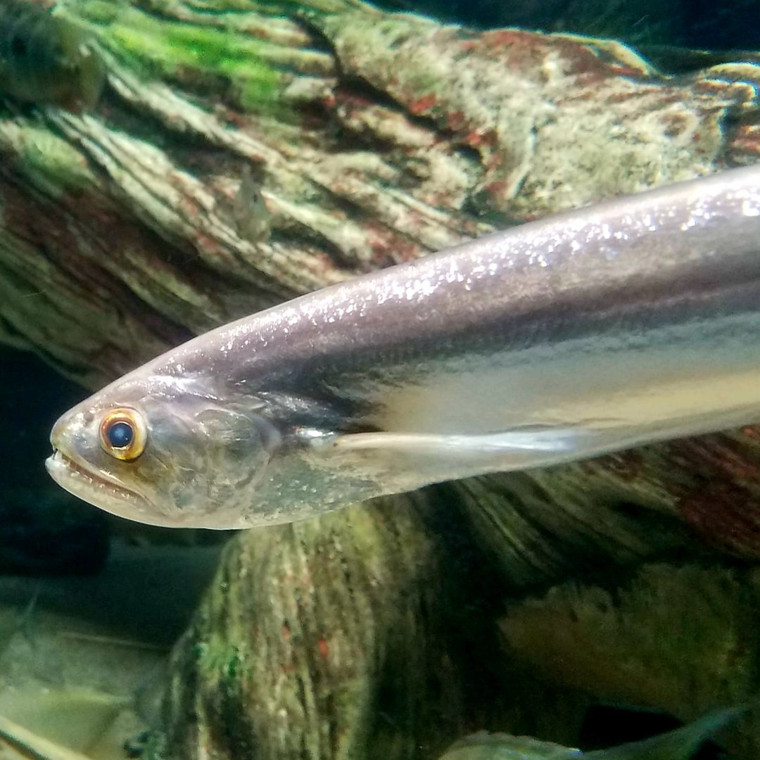 Biara (Rhaphiodon vulpinus)