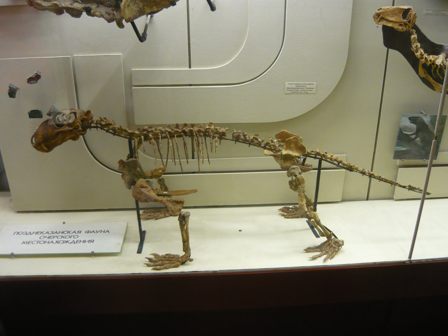 Biarmosuchus tener skeleton