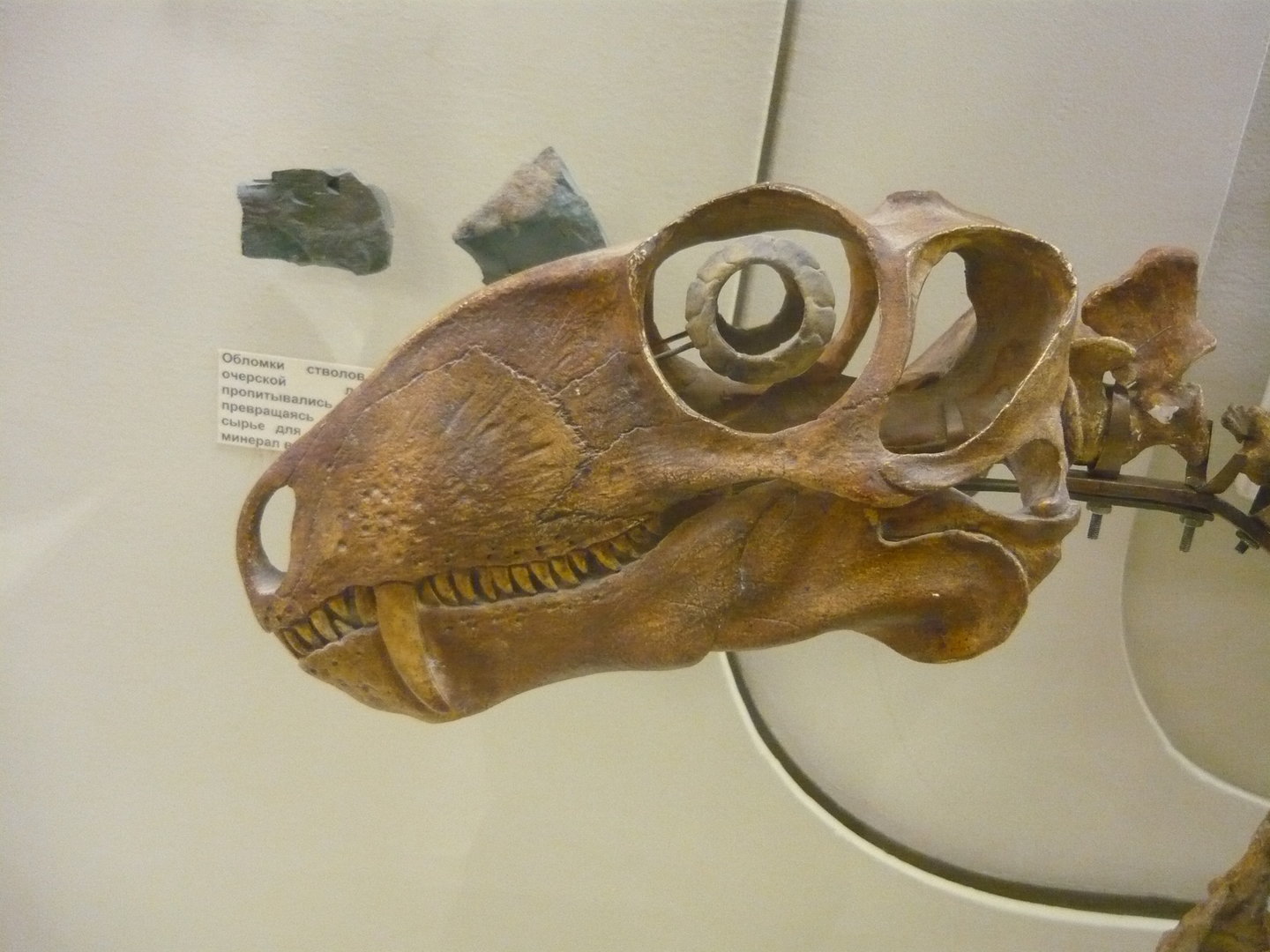 Biarmosuchus tener skull