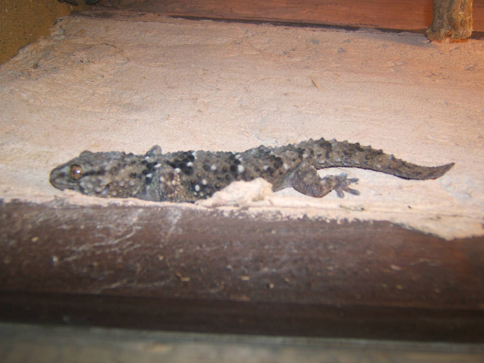 Bibron`s Gecko