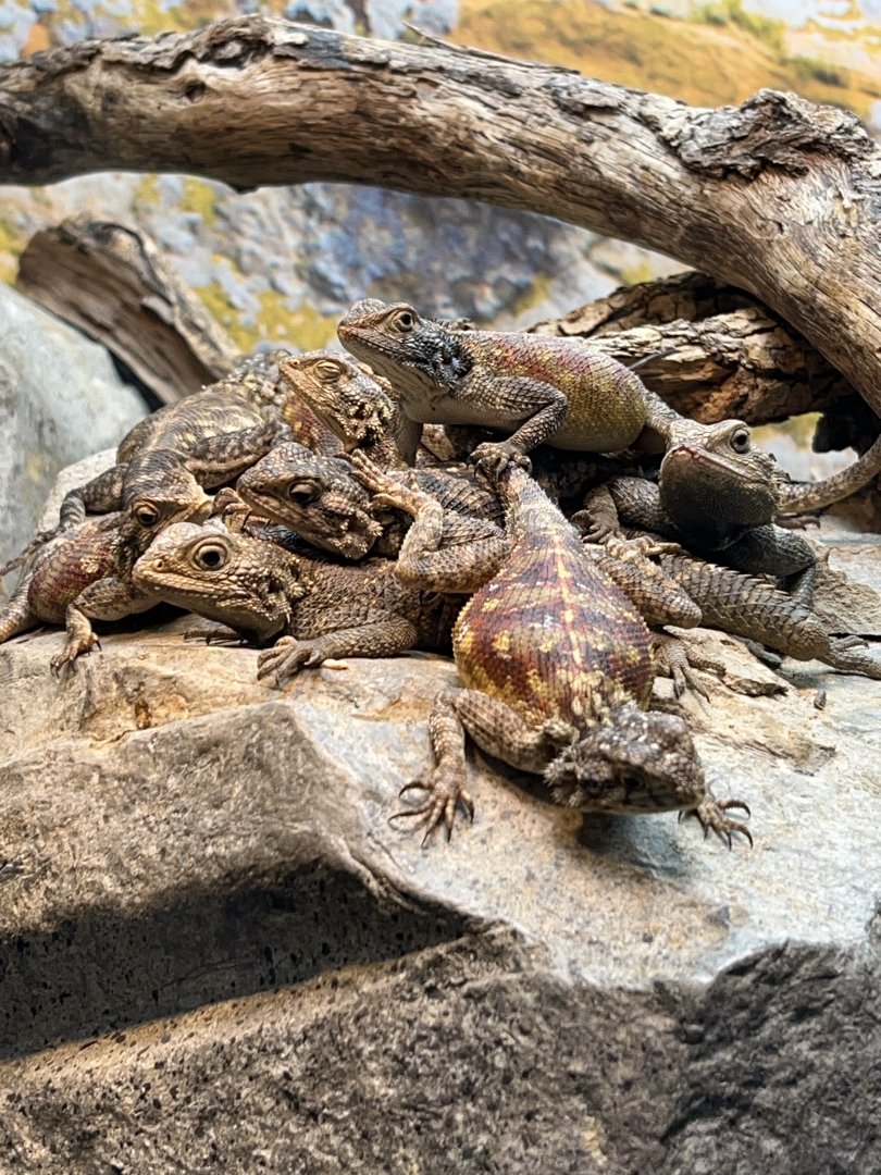 Bibron's Agama (Agama bibronii), August 13, 2025