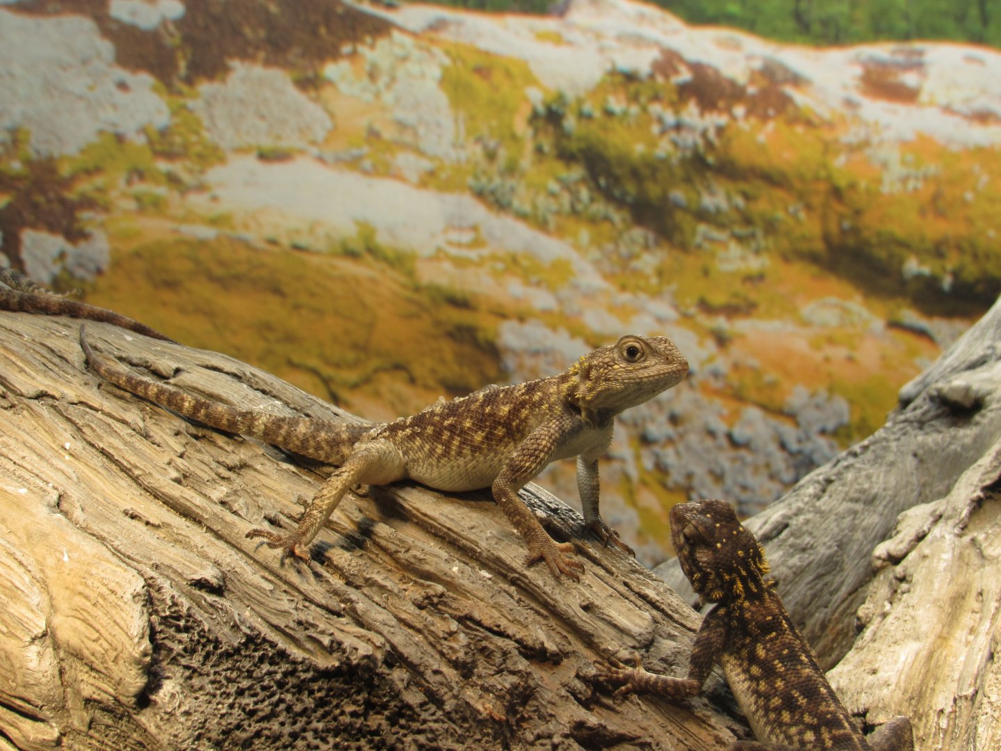 Bibron's Agama (Agama bibronii)