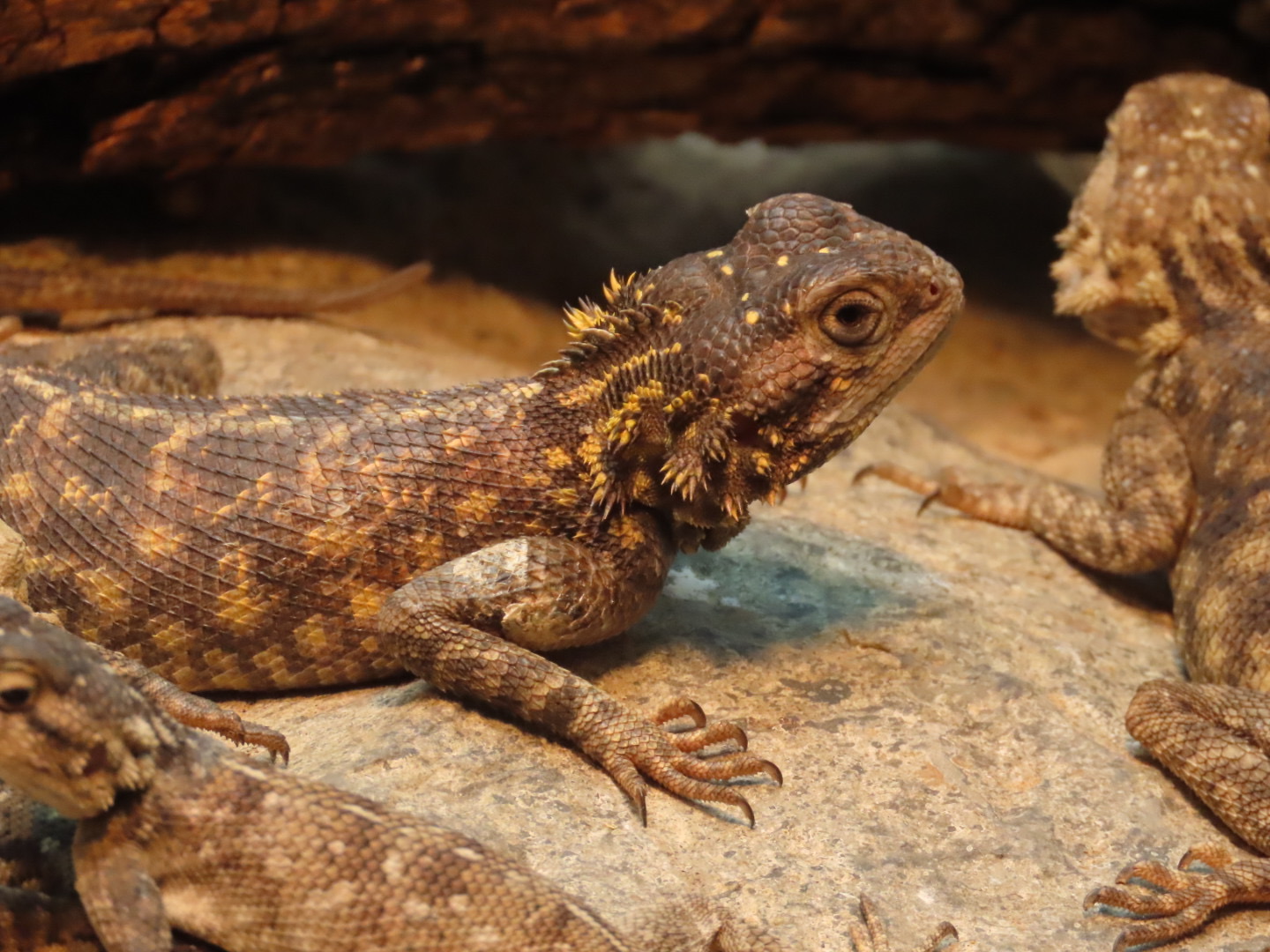Bibron’s Agama (Agama bibronii)
