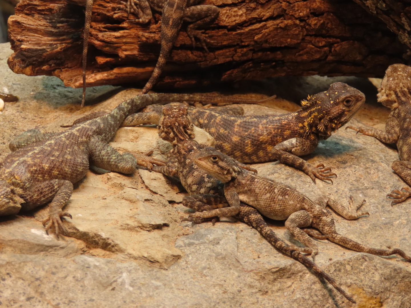 Bibron’s Agama (Agama bibronii)