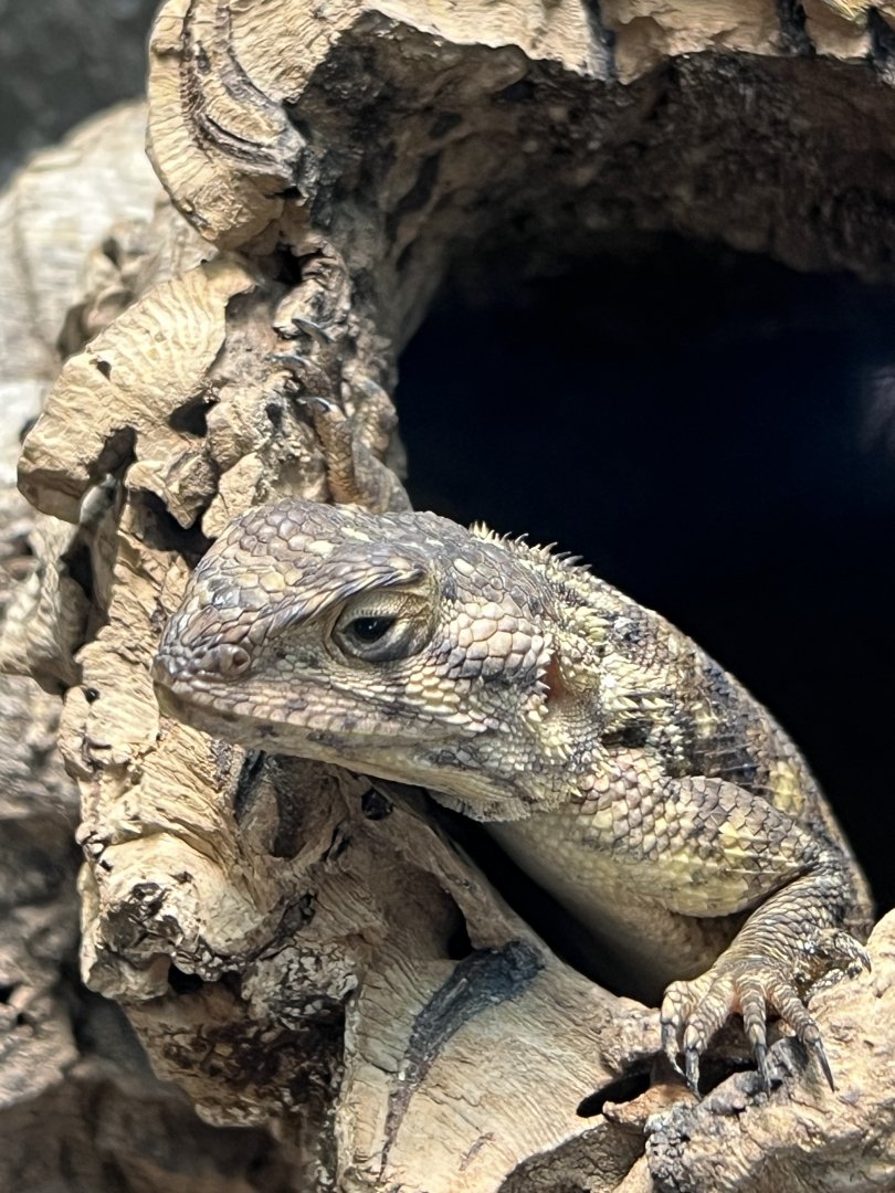 Bibron's Agama (Agama bibronii)
