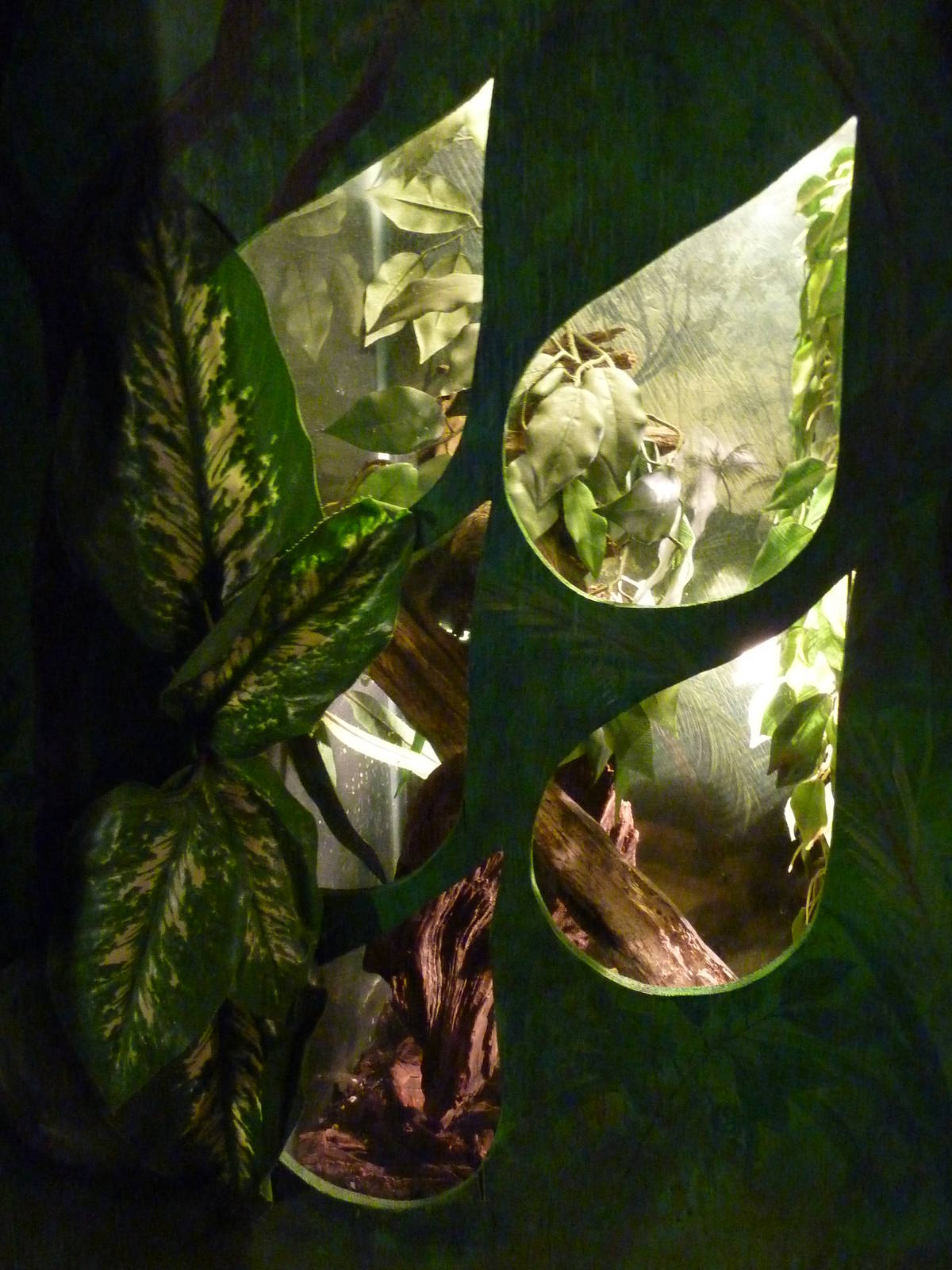 Bibron's Gecko Exhibit