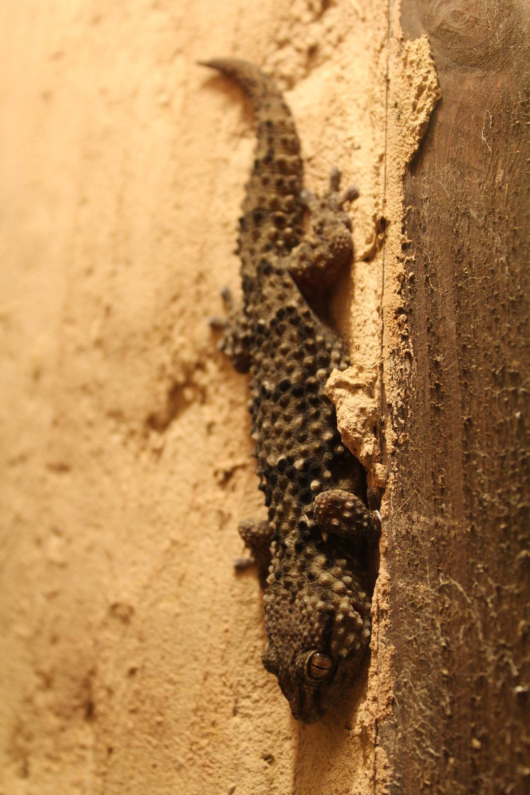 Bibron's Gecko - Wingham Wildlife Park