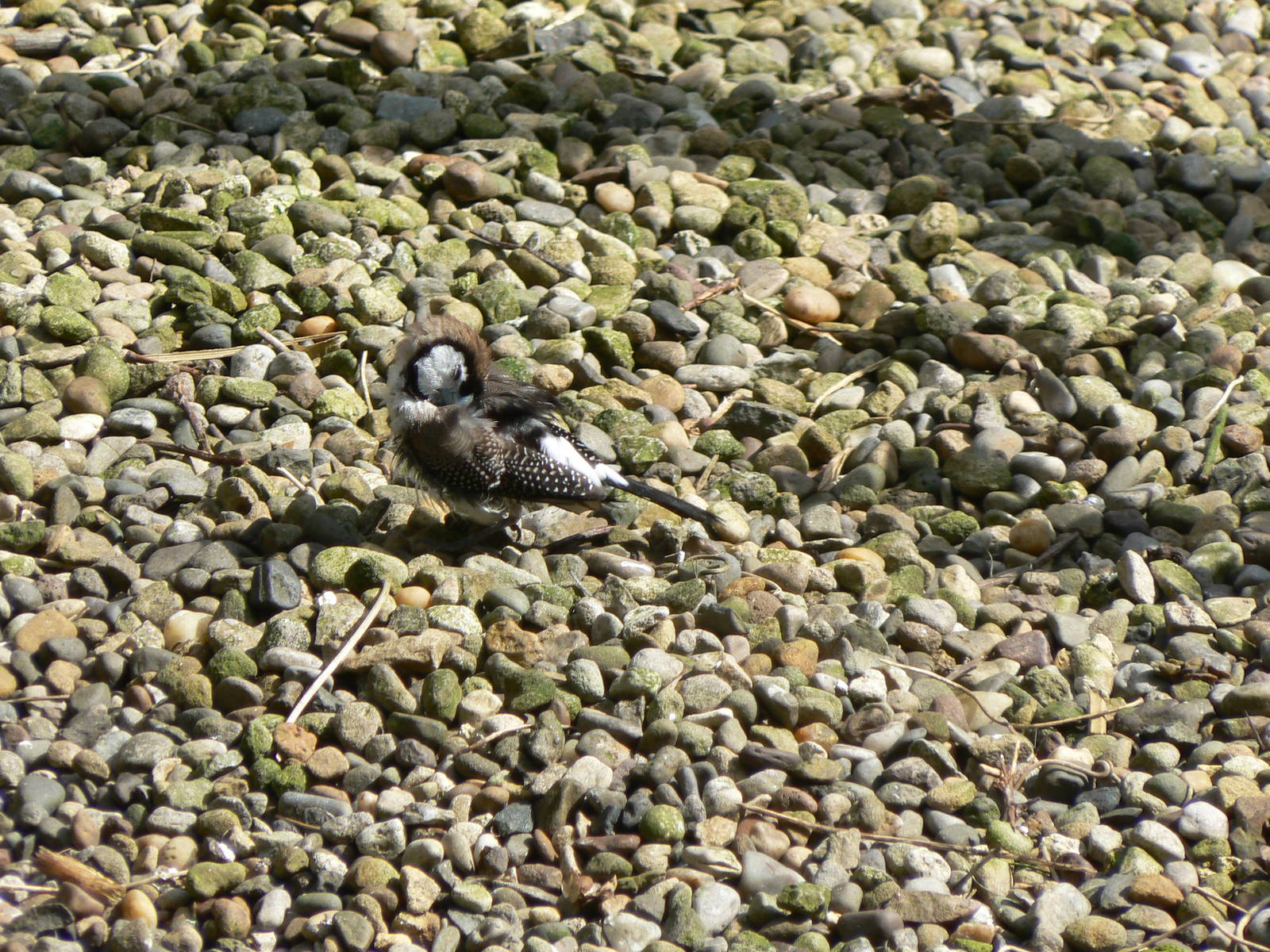 Bicheno Finch - 5 May 2015