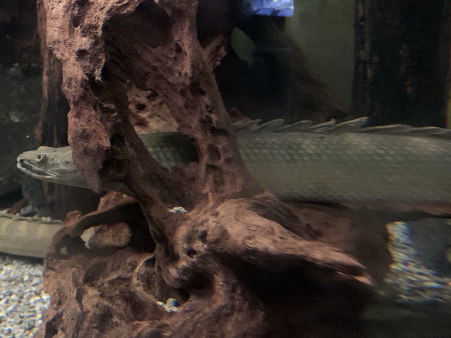 Bichir ID?
