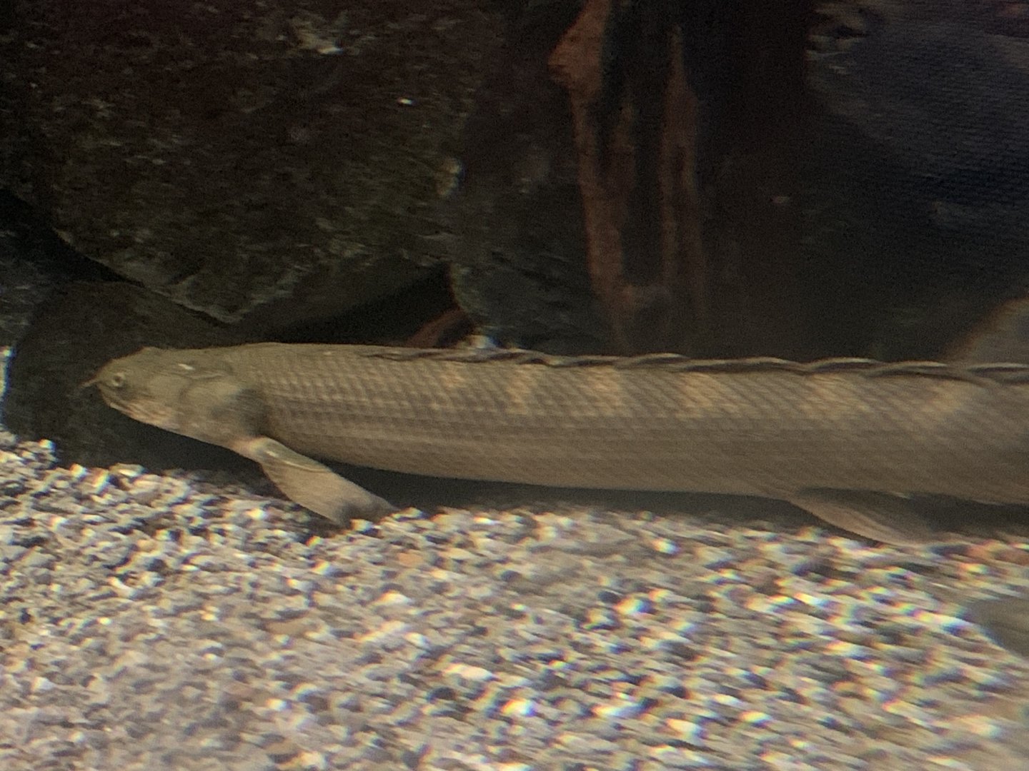 Bichir ID?