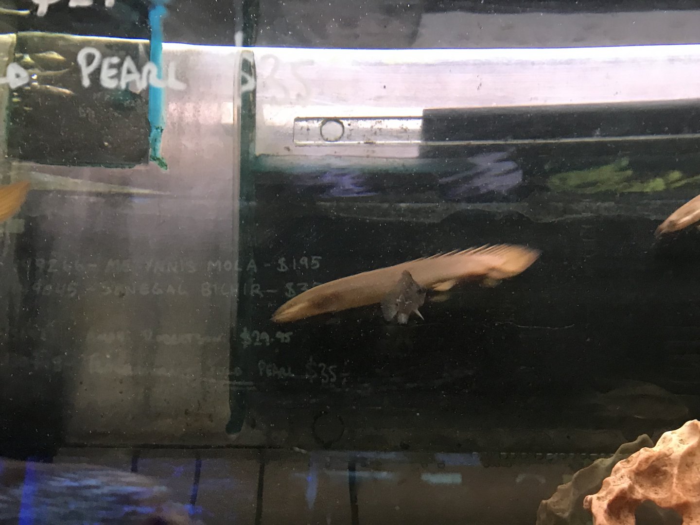 Bichir/Reedfish ID