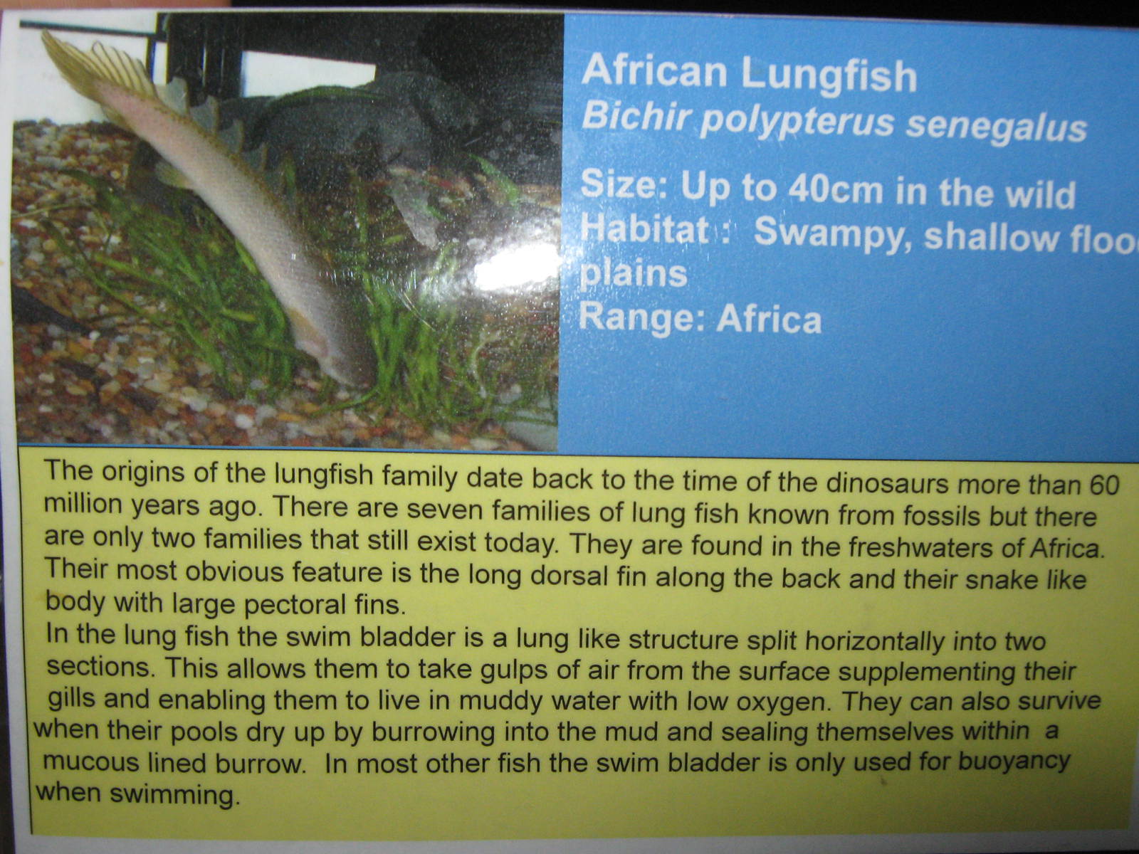 bichir signage