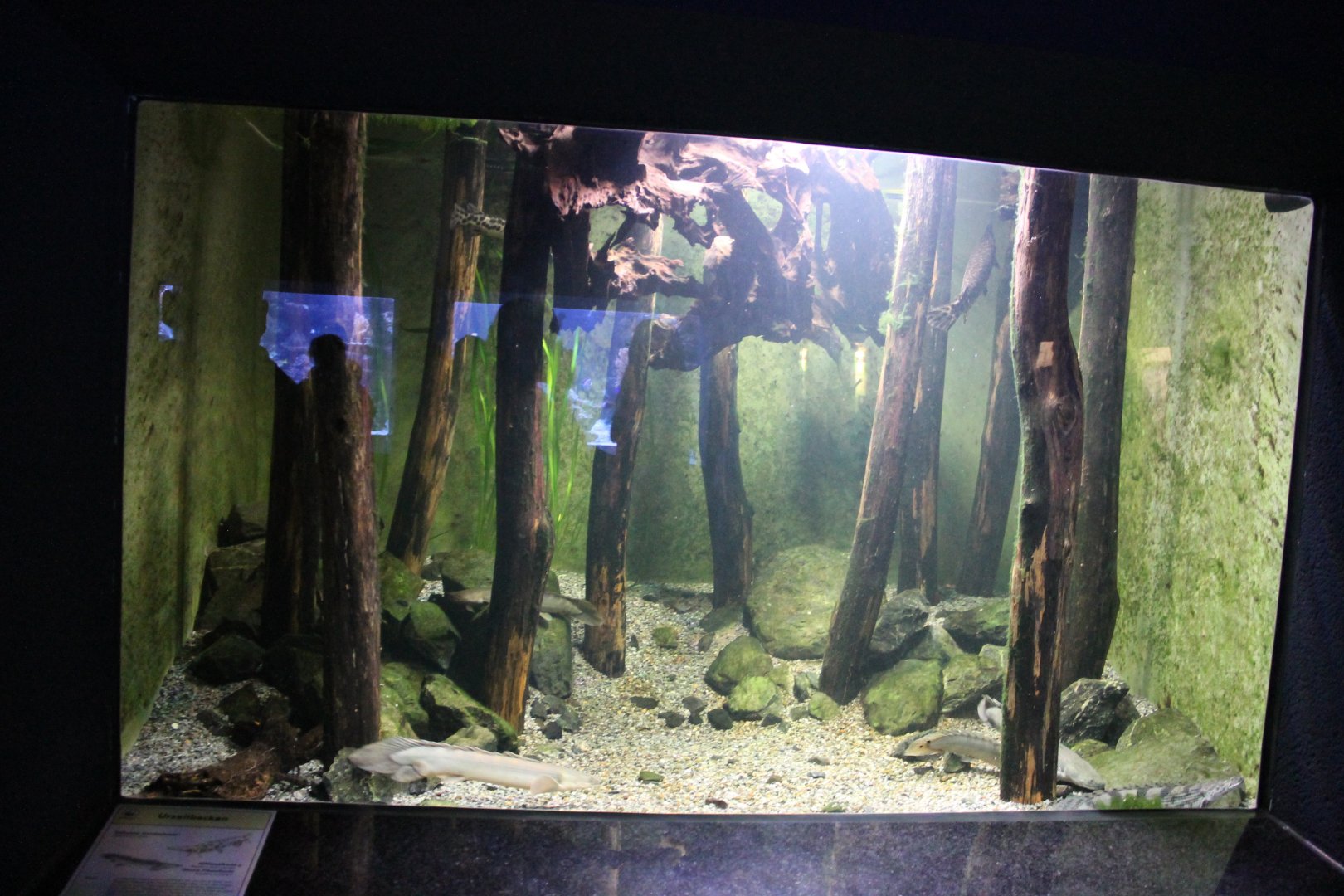Bichir tank
