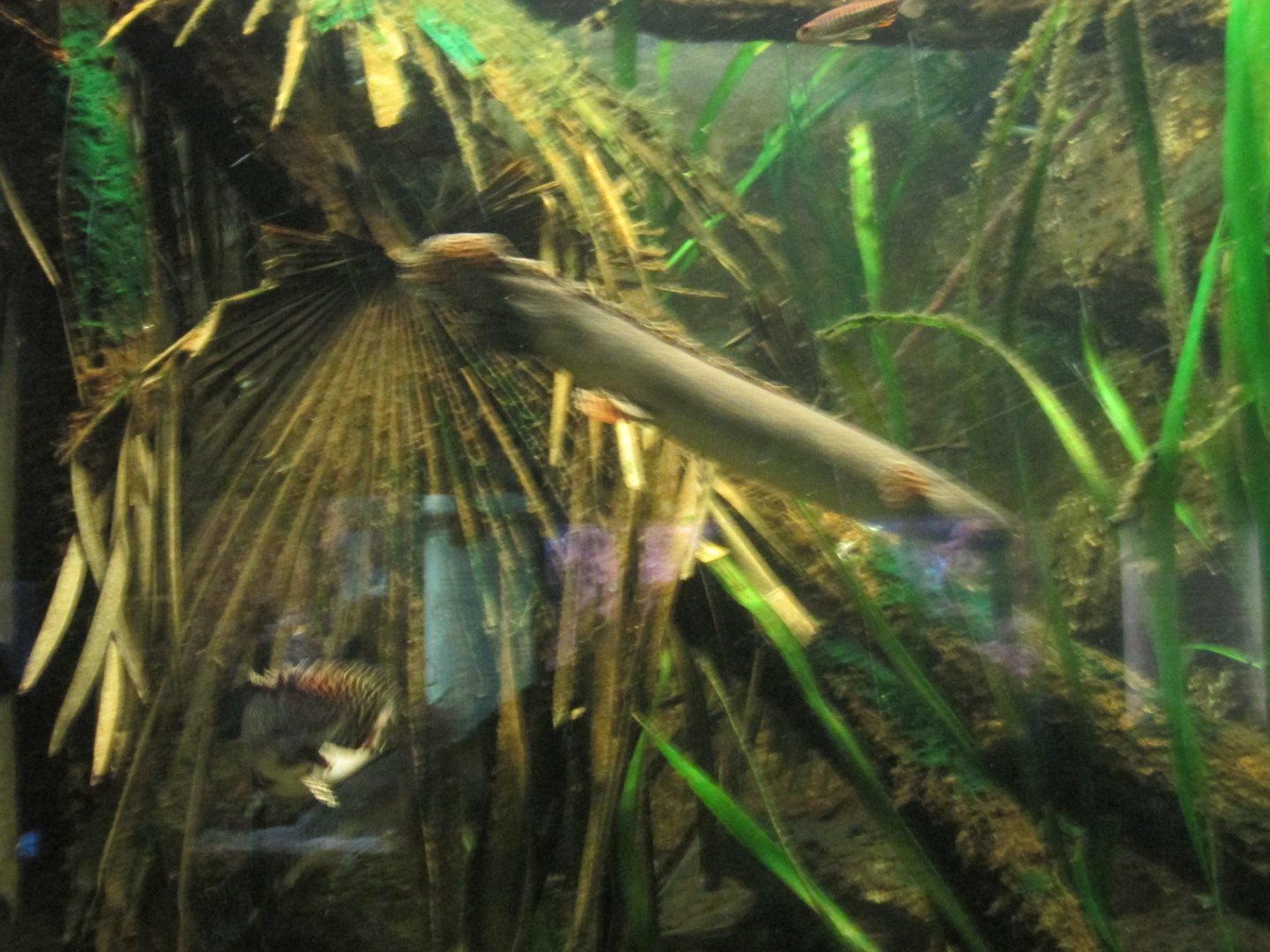 bichir