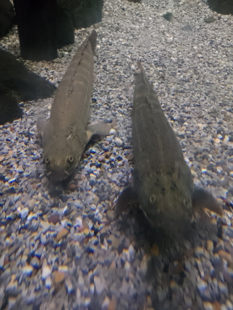 Bichirs