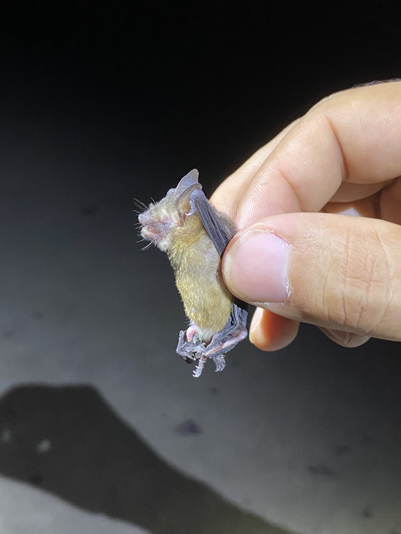 Bickham’s Yellow Bat (Rhogeessa bickhami)