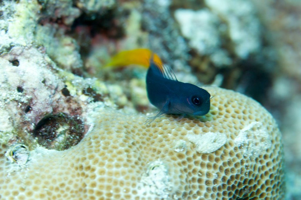 Biclor Combtooth Blenny