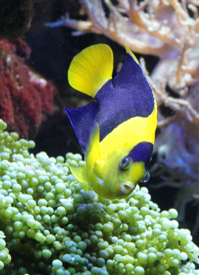 Bicolor Angelfish - Centropyge bicolor