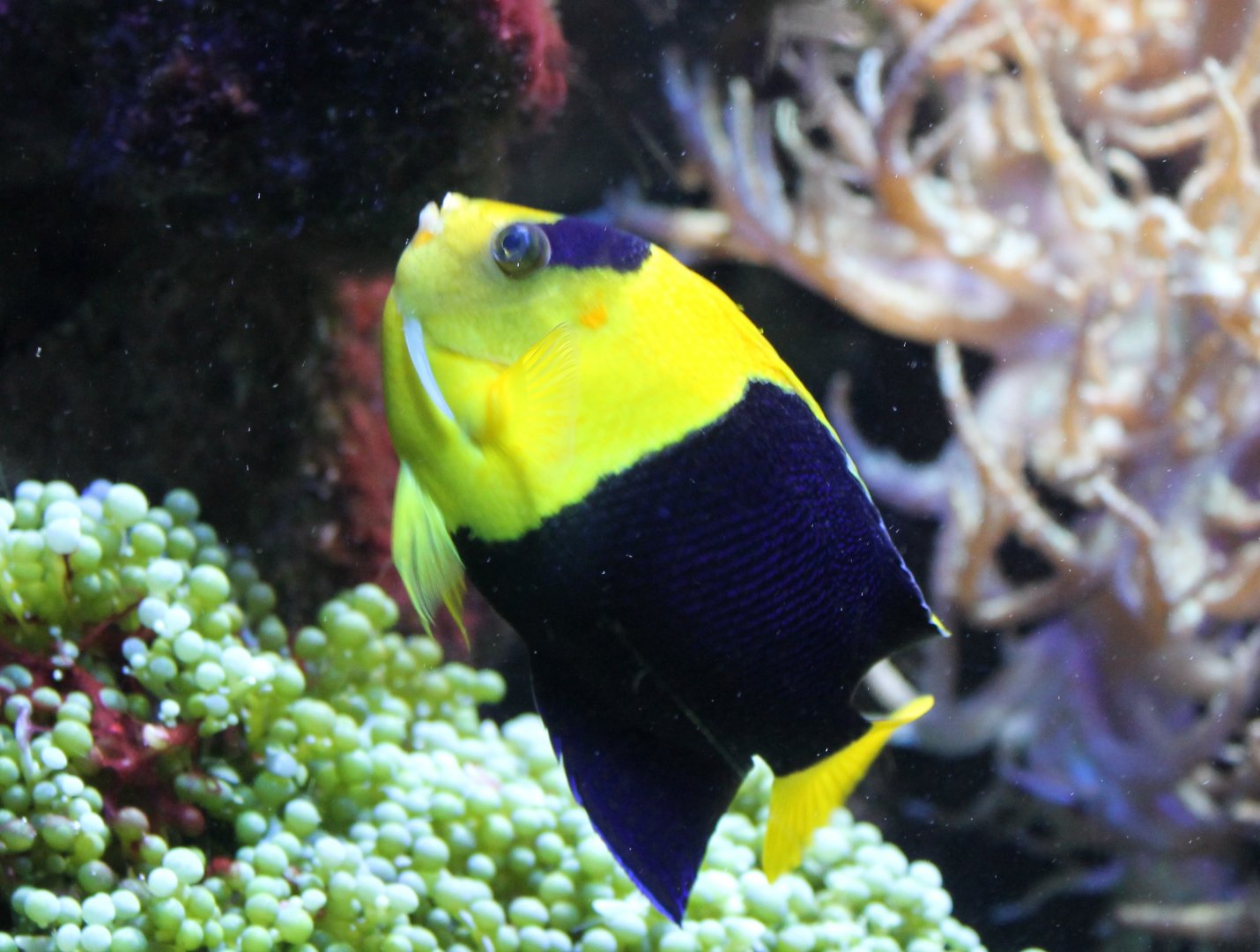 Bicolor angelfish - Centropyge bicolor