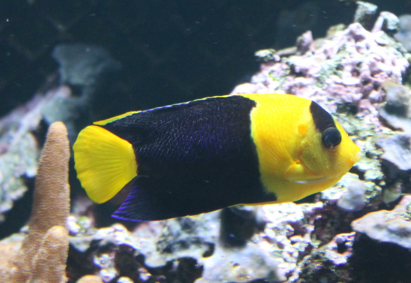 Bicolor angelfish - Centropyge bicolor