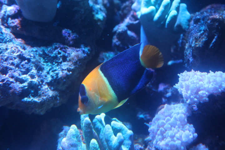Bicolor angelfish (Centropyge bicolor)