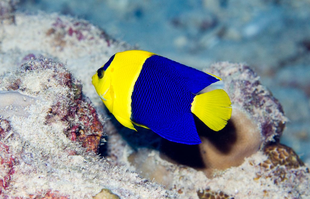 Bicolor Angelfish