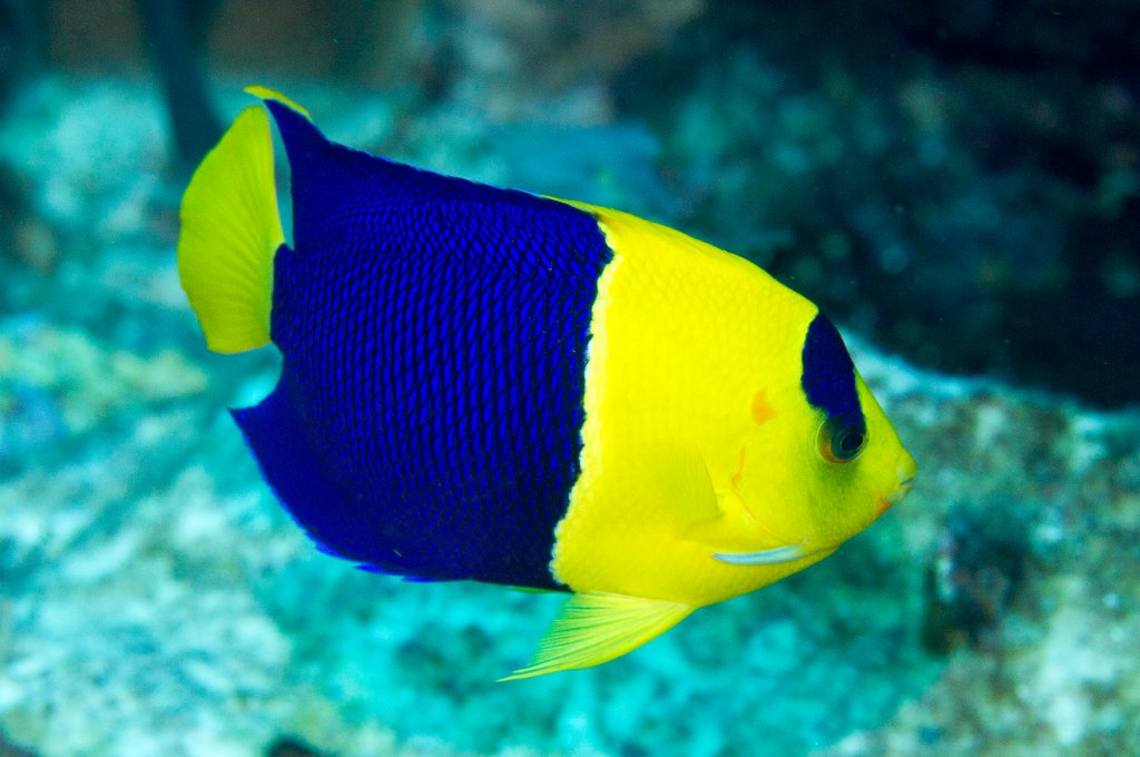 Bicolor Angelfish