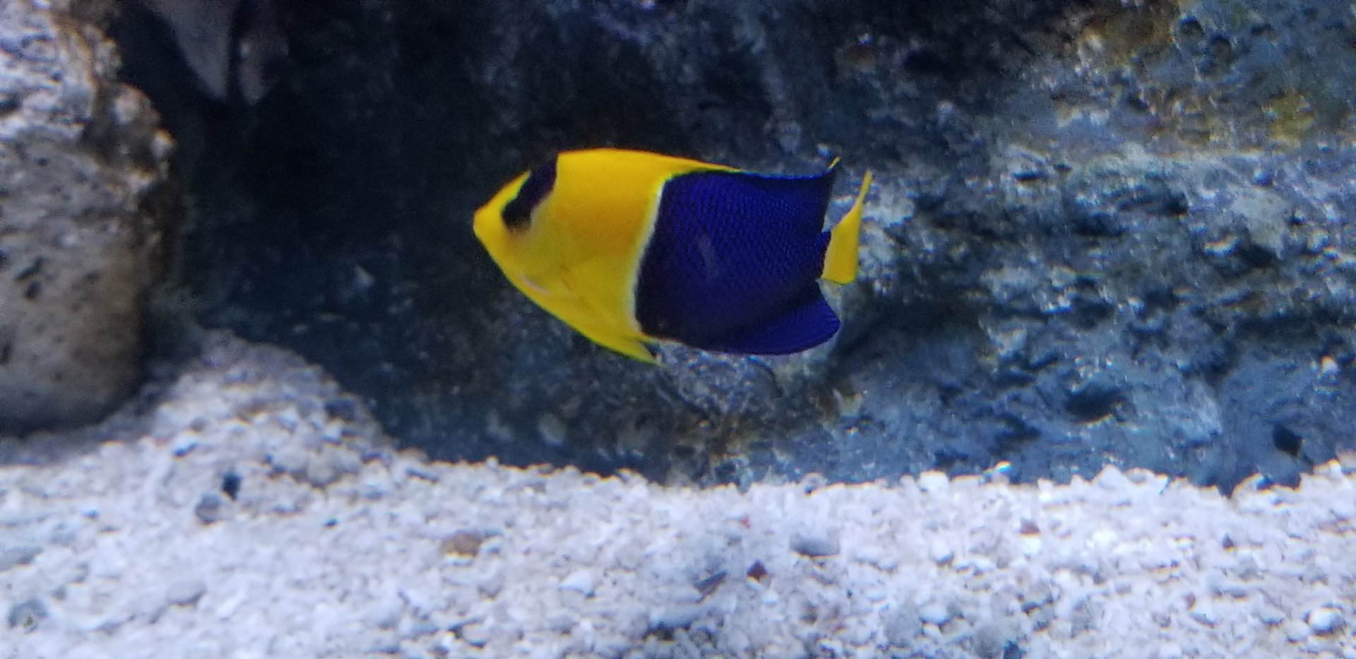 Bicolor Angelfish