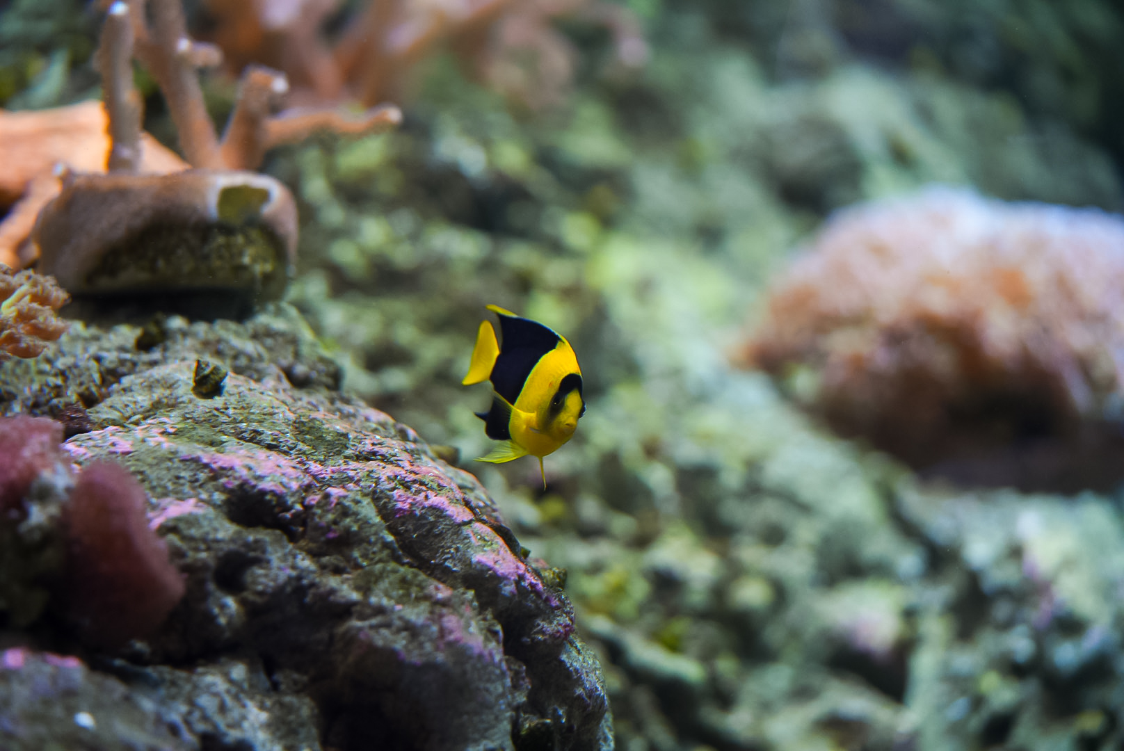 Bicolor Angelfish