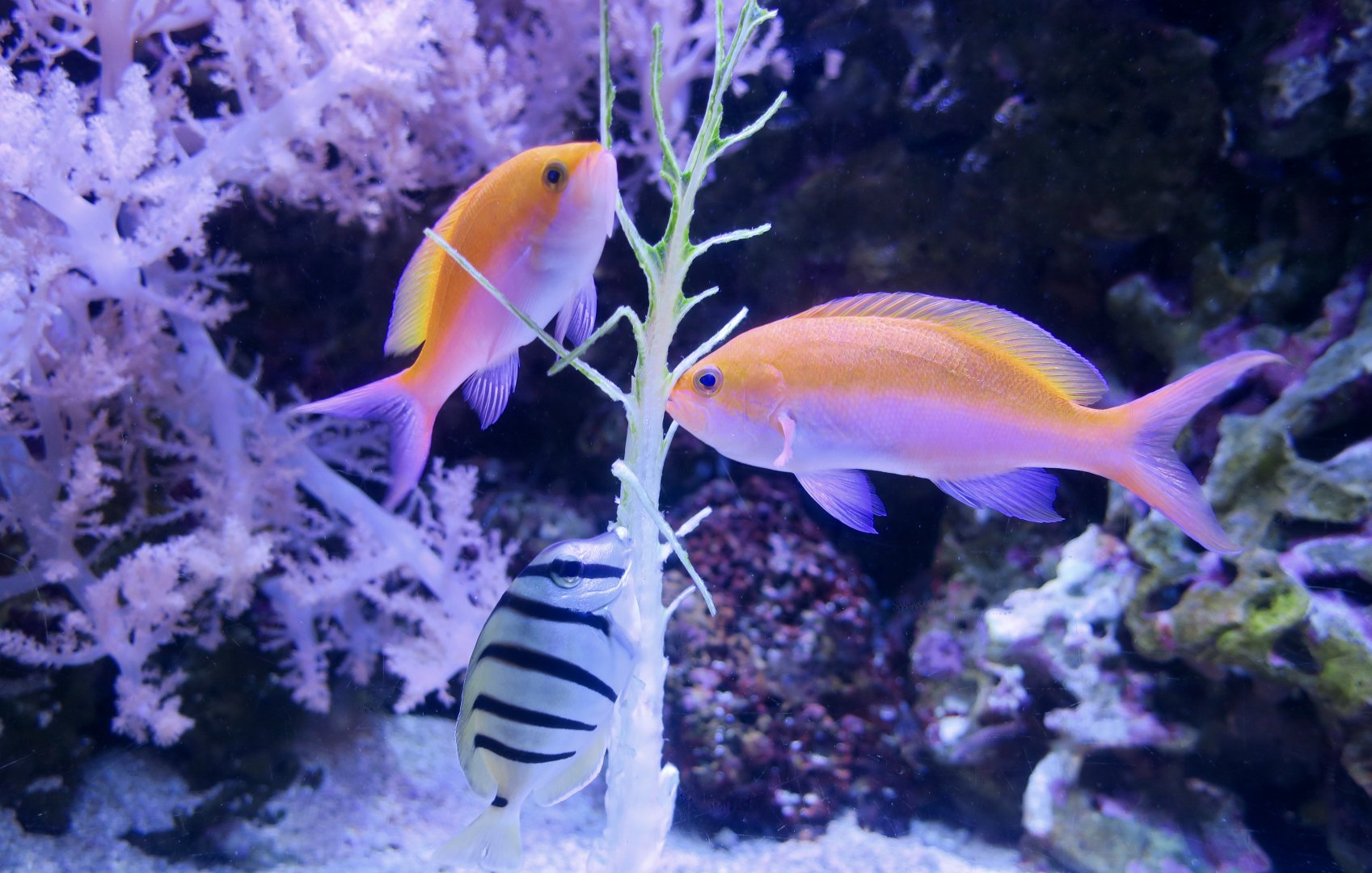 Bicolor Anthias (Nemanthias bicolor) and Convict Surgeonfish (Acanthurus triostegus)