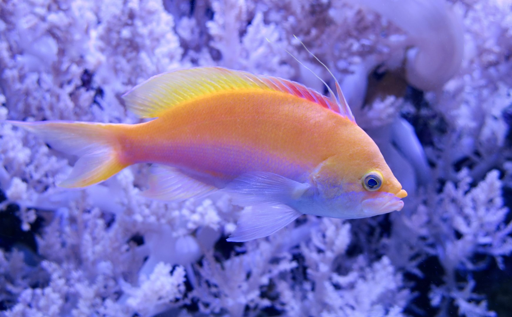 Bicolor Anthias (Nemanthias bicolor) male