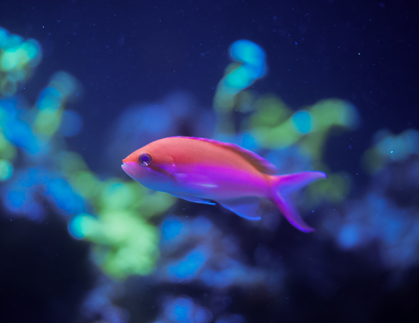 Bicolor Anthias