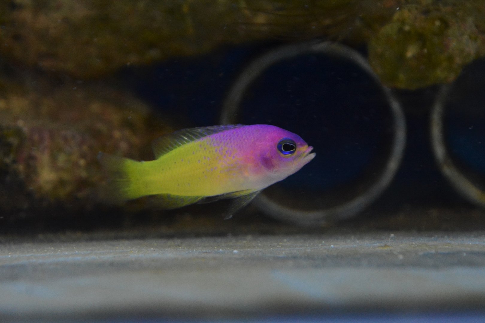 Bicolor basslet (Lipogramma klayi)