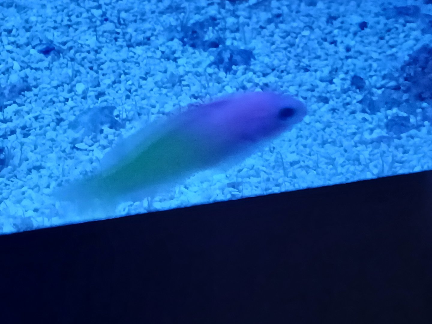 Bicolor Basslet - Seen Jan 29 2025