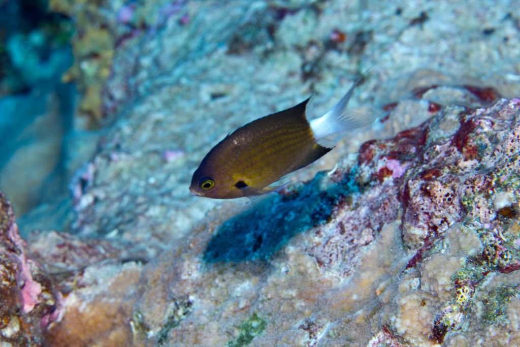 Bicolor Chromis (Chromis margaritifer)