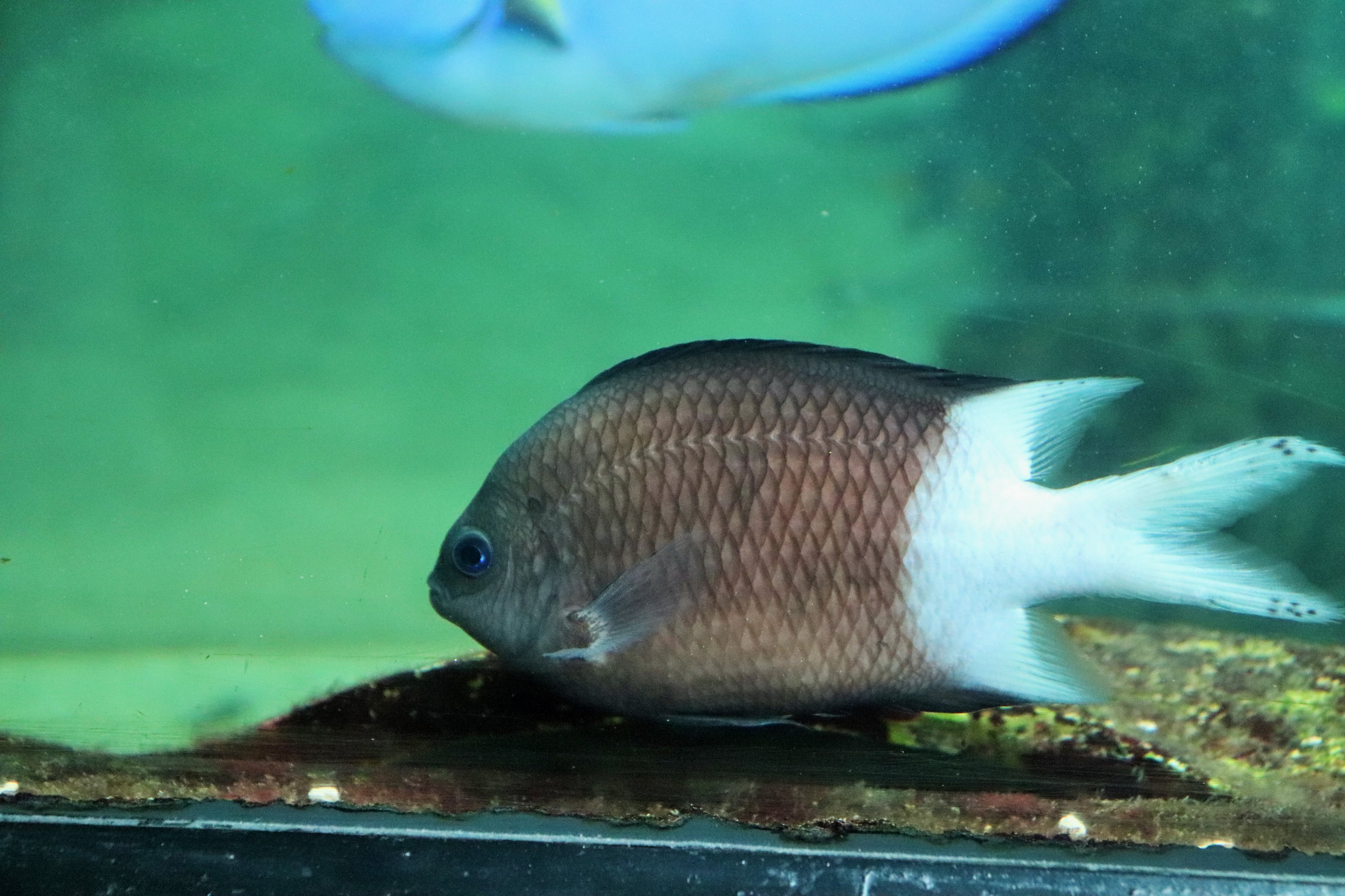 Bicolor Chromis (Chromis margaritifer)