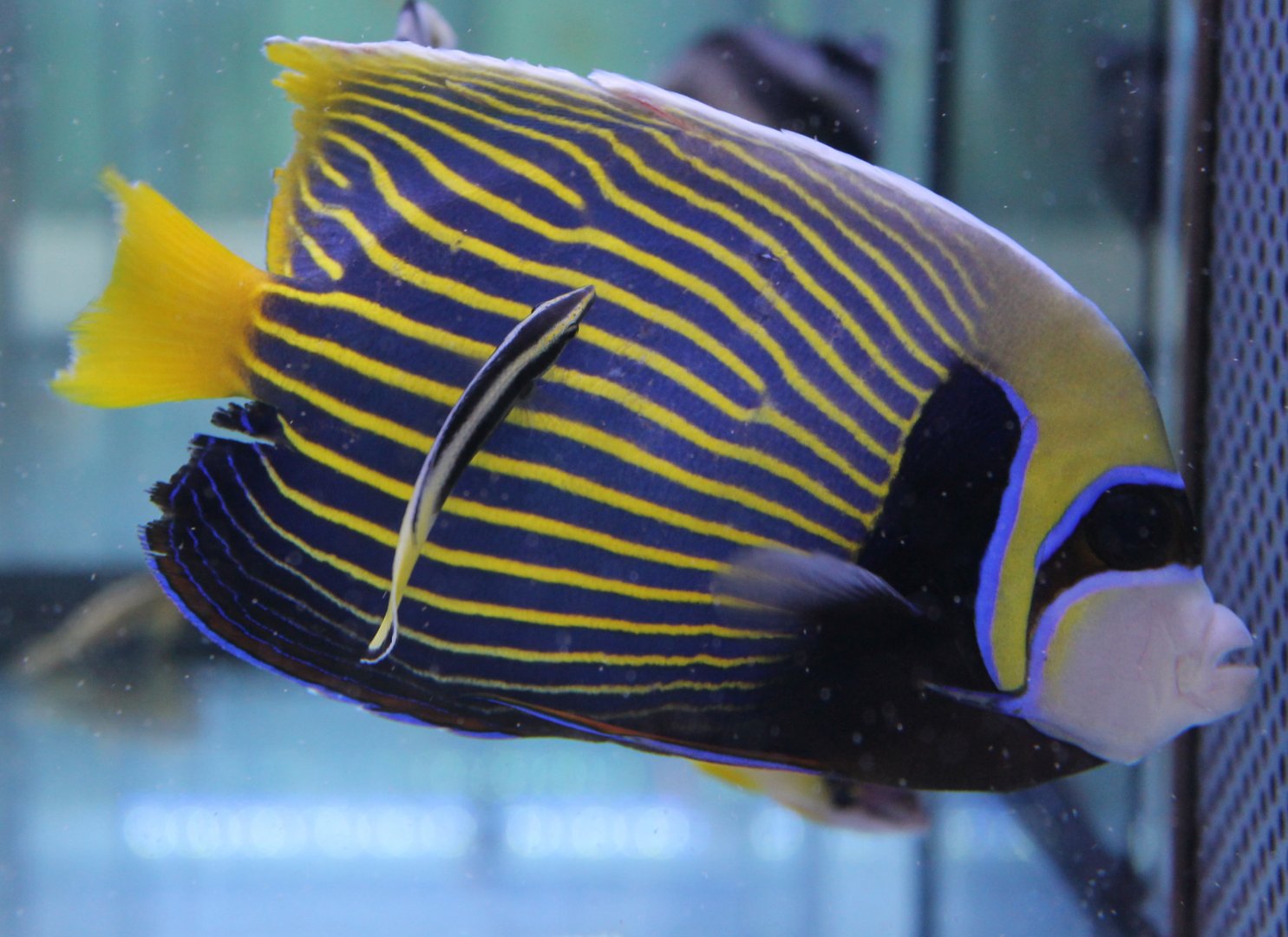 Bicolor cleaner wrasse - Labroides bicolor with Emperor angelfish