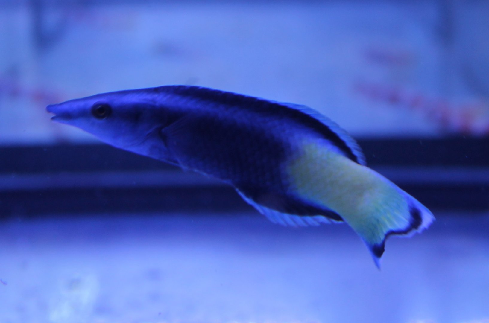Bicolor cleaner wrasse - Labroides bicolor