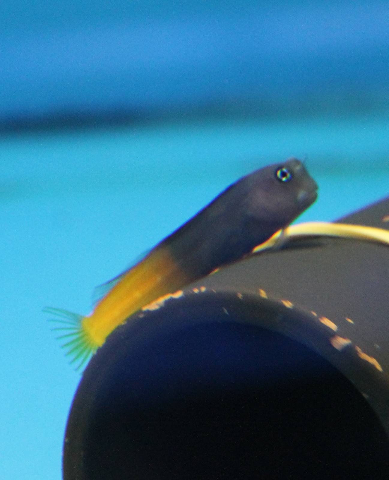 Bicolor combtooth blenny