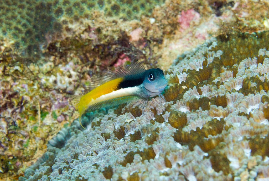 Bicolor Combtooth Blenny