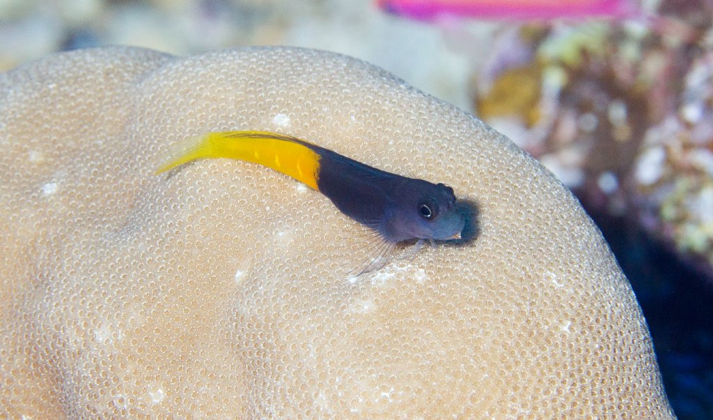 Bicolor Combtooth Blenny
