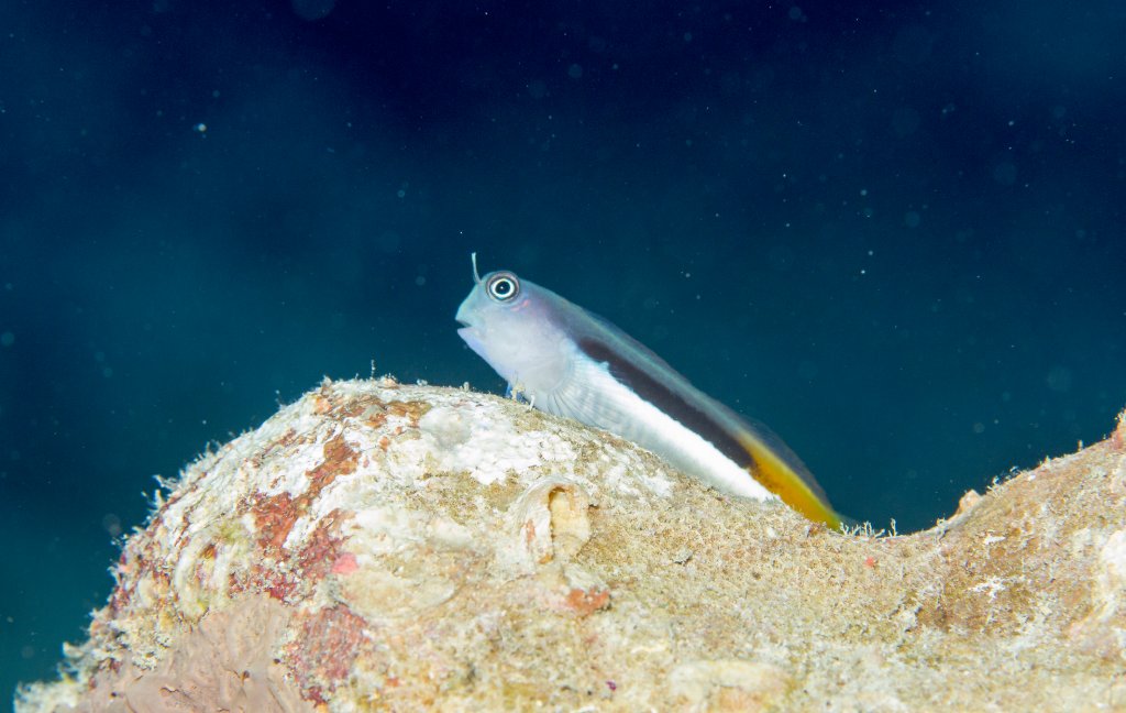 Bicolor Combtooth Blenny